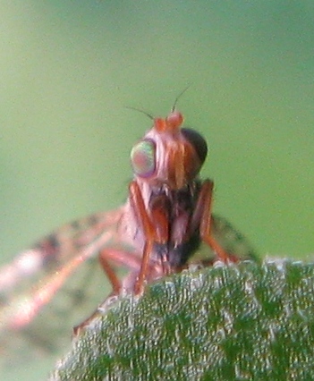 Tephritidae ?